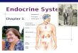 Endocrine System Chapter 11. Major Hormone Secreting Structures