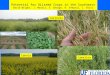 Potential for Oilseed Crops in the Southeast David Wright, J. Marois, S. George, R. Seepaul, C. Bliss Carinata Canola Camelina