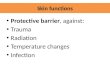 Skin functions Protective barrier, against: Trauma Radiation Temperature changes Infection