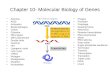 Chapter 10- Molecular Biology of Genes Adenine AIDS Anticodon Bacteriophages Codon Cytosine DNA ligase DNA polymerase Double helix Guanine HIV Lysogenic