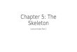 Chapter 5: The Skeleton Lecture Notes Part C. The Fetal Skull The fetal skull is large compared to the infant’s total body length Fontanels—fibrous membranes