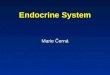 Endocrine System Marie Černá. Regulatory systems Nervous system Endocrine system