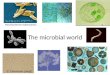 The microbial world S. Cerevisiae (yeast) Mycobacterium tuberculosis