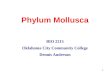 1 Phylum Mollusca BIO 2215 Oklahoma City Community College Dennis Anderson