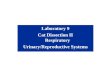 Laboratory 9 Cat Dissection II Respiratory Urinary/Reproductive Systems
