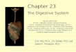 Chapter 23 The Digestive System G.R. Pitts, Ph.D., J.R. Schiller, Ph.D. and James F. Thompson, Ph.D. Use the video clips: CH 23 – Digestive System General