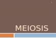 MEIOSIS 1. What is Meiosis?? 2  Every cell in the body makes more cells through mitosis  We call these cells somatic cells  The only cells in your
