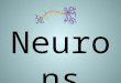 Neurons.  Messages, in the form of electrical impulses, constantly travel back and forth between the brain and other parts of the body.  A special cell