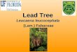 Lead Tree Leucaena leucocephala (Lam.) Fabaceae. Biology Also known as leucaenaAlso known as leucaena Shrub or small tree < 20 feet tallShrub or small