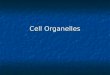 Cell Organelles. Bell Ringer What makes up the cell membrane?