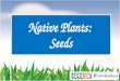 Native Plants: Seeds. How do seeds travel? ? How do people travel? Bike Boat Bus CarPlaneBy Foot