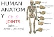Ch. 9 JOINTS (aka… articulations) HUMAN ANATOMY Per. 3