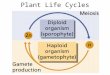 Plant Life Cycles Meiosis Review Cell starts diploid –E–Ex: Human = 46 chromosomes Cell divides twice to create 4 cells End result: Haploid cells –E–Ex: