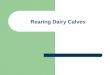 Rearing Dairy Calves. Calf Rearing The Aim: To rear strong, healthy, well grown calves that will continue to grow steadily after weaning