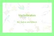 Vertebrates By: Asina and Eileen About Vertebrates Vertebrates are animals that have backbones such as mammals, fish, amphibians, birds, primates, rodents