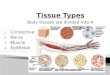 Body tissues are divided into 4 categories: 1. Connective 2. Nerve 3. Muscle 4. Epithelial