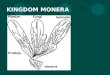 KINGDOM MONERA. Monerans The most successful organisms on earth Longevity - bacteria have been around for 4 billion years Bacteria can reproduce every