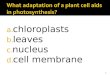A. chloroplasts b. leaves c. nucleus d. cell membrane 1