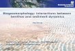 Biogeomorphology: interactions between benthos and sediment dynamics University of Twente, Enschede, The Netherlands Deltares, Delft, The Netherlands Bas
