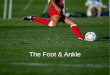 The Foot & Ankle. 1/4/20162 Bony Anatomy of the Foot