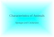 Characteristics of Animals Sponges and Cnidarians