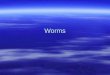 Worms. Flatworms Flatworms are invertebrate. It has a head, or anterior end, and tail, or posterior end. Like most animals, flatworms are bilaterally