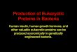 Production of Eukaryotic Proteins in Bacteria Human insulin, human growth hormone, and other valuable eukaryotic proteins can be produced economically