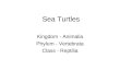 Sea Turtles Kingdom - Animalia Phylum - Vertebrata Class - Reptilia
