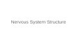 Nervous System Structure. The Nervous System Central Nervous System (CNS) Peripheral Nervous System (PNS)