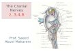 The Cranial Nerves 2, 3,4,6 Prof. Saeed Abuel Makarem