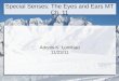 Special Senses: The Eyes and Ears MT Ch. 11 Adonis K. Lomibao 11/23/11