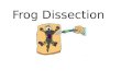 Frog Dissection. External Anatomy Verify that your frog has both a nictitating membrane (S) and a tympanic membrane (T). The nictitating membrane is a