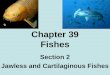 Chapter 39 Fishes Section 2 Jawless and Cartilaginous Fishes