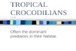 TROPICAL CROCODILIANS 3-31-05 Often the dominant predators in their habitat