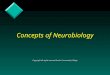 Concepts of Neurobiology Copyright all rights reserved Austin Community College