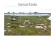Vernal Pools What? How? Where? Why?. What is a vernal pool? Vernal is derived from the Latin word for spring A vernal pool is a seasonal pool that is