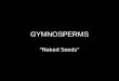 GYMNOSPERMS “Naked Seeds” I can: Describe the characteristics of gymnosperms Do Now: List two similarities and two differences between mosses and ferns: