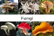 Fungi. Characteristics Eukaryotic. Primarily multicellular. Heterotrophic (saprobes). Cell wall contains chitin. Body of multicellular fungi composed