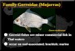 Family Gerreidae (Mojarras) ● Gerreid fishes are minor commercial fish in Thai waters ● occur on reef-associated; brackish; marine Gerres erythrourus
