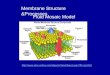 Fluid Mosaic Model Membrane Structure &Processes 
