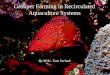 Grouper Farming in Recirculated Aquaculture Systems By M.Sc. Tom Serholt