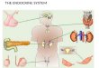THE ENDOCRINE SYSTEM. I. Overview of the Endocrine System A.Regulates by working with the nervous system to maintain homeostasis. B.Secretes substances