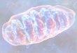 Advances in Mitochondrial Disease Darius J. Adams, M.D. Genetics and Metabolism