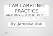 LAB LABELING PRACTICE ANATOMY & PHYSIOLOGY 1 By: Jamaica Atal