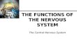 THE FUNCTIONS OF THE NERVOUS SYSTEM The Central Nervous System