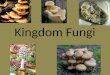 Kingdom Fungi. What are Fungi? Fungi are NOT PLANTS Study of fungi = mycology Defined as a – single or multi-celled eukaryote with heterotrophic, absorptive
