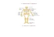 Anatomia e Njeriut