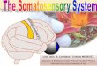 cap II_curs  5 _6_ Somatosensory system_2014_2015_.pdf