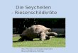 Die Seychellen - Riesenschildkröte  Riesenschildkroete-5443.jpg