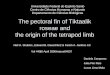 The pectoral fin of Tiktaalik roseae and the origin of the tetrapod limb Neil H. Shubin1, Edward B. Daeschler2 & Farish A. Jenkins Jr3 Daniela Camporez
